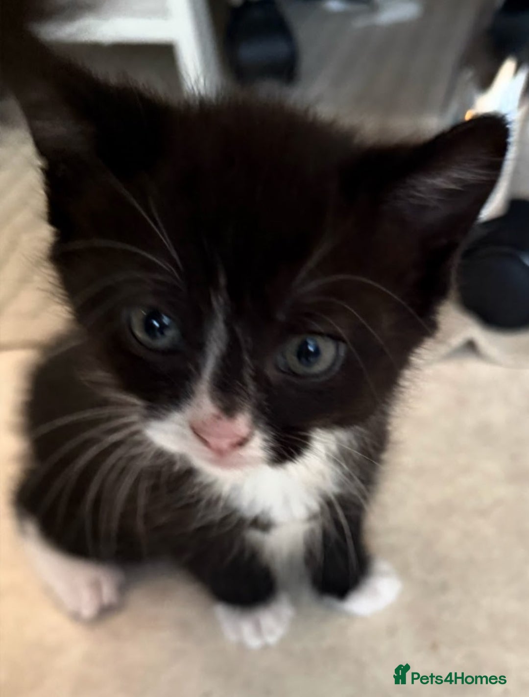 Mixed Breed cats for sale: Kitten for sale (14 weeks old)  - Image 6