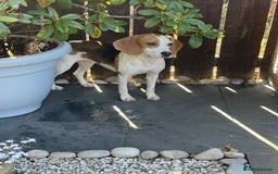 Beagle dogs for adoption: Sweet Mayli is ready for her forever home - Image 7