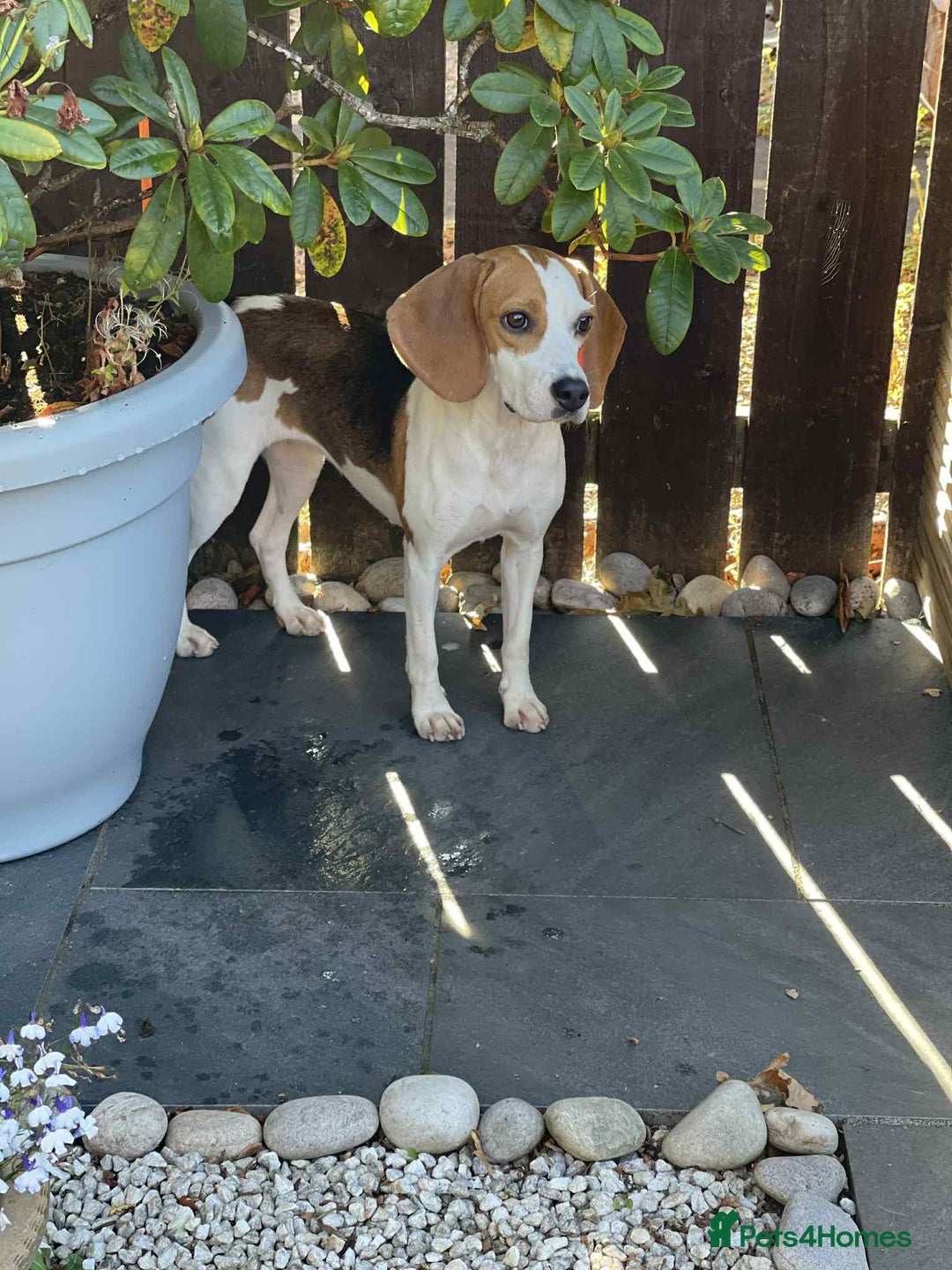 Beagle dogs for adoption: Sweet Mayli is ready for her forever home - Image 7