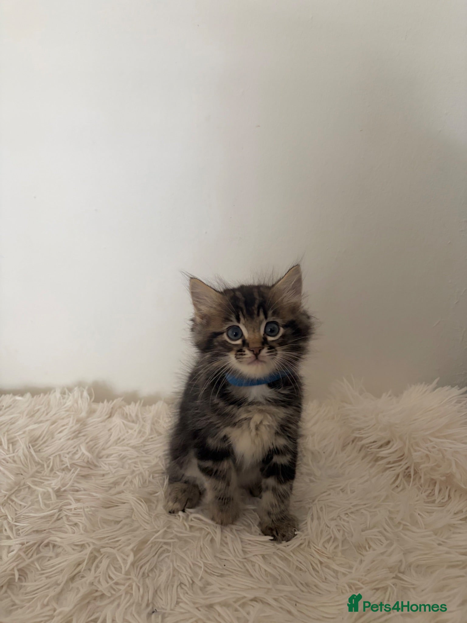 Ragdoll cats Ragdoll mix kittens - black tabby - Advert 1