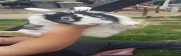 Mixed Breed rabbits for sale: 3 babies and mum - Advert 10