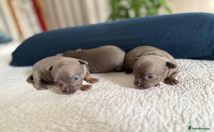 Chihuahua dogs - Advert 1