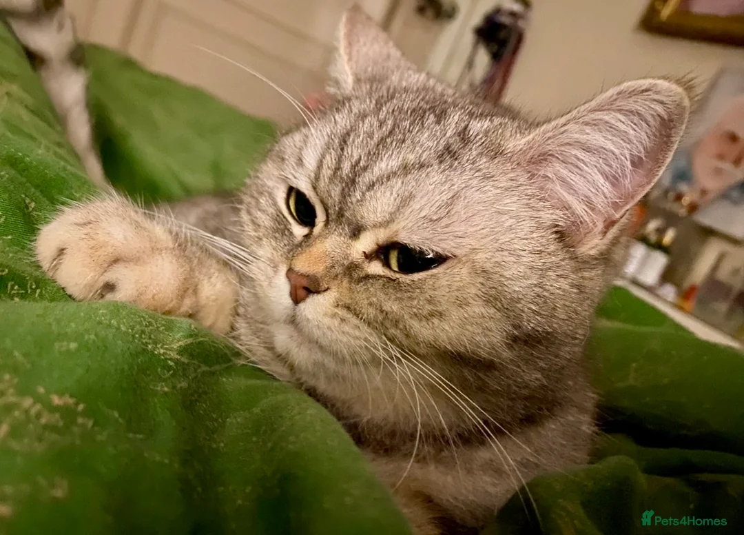 British Shorthair cats for sale: British Shorthair kittens - Advert 2