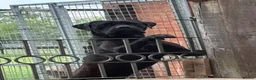 Cane Corso dogs for sale: Uk founder of the CANE CORSO - Advert 11