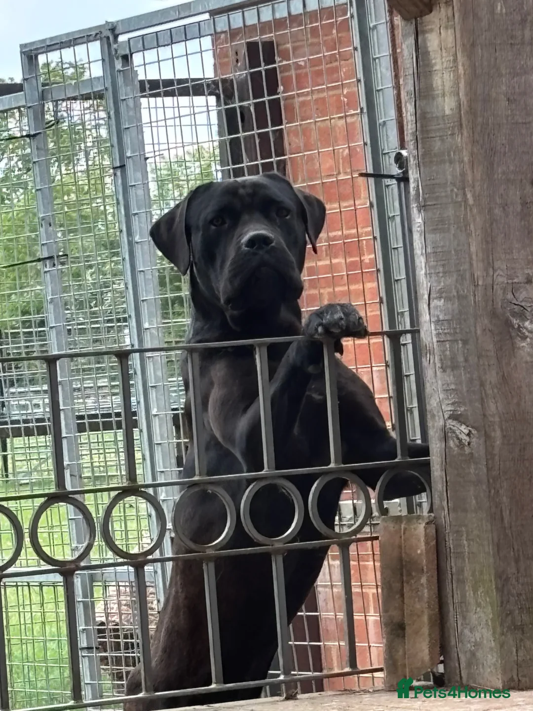 Cane Corso dogs for sale: Uk founder of the CANE CORSO - Advert 11