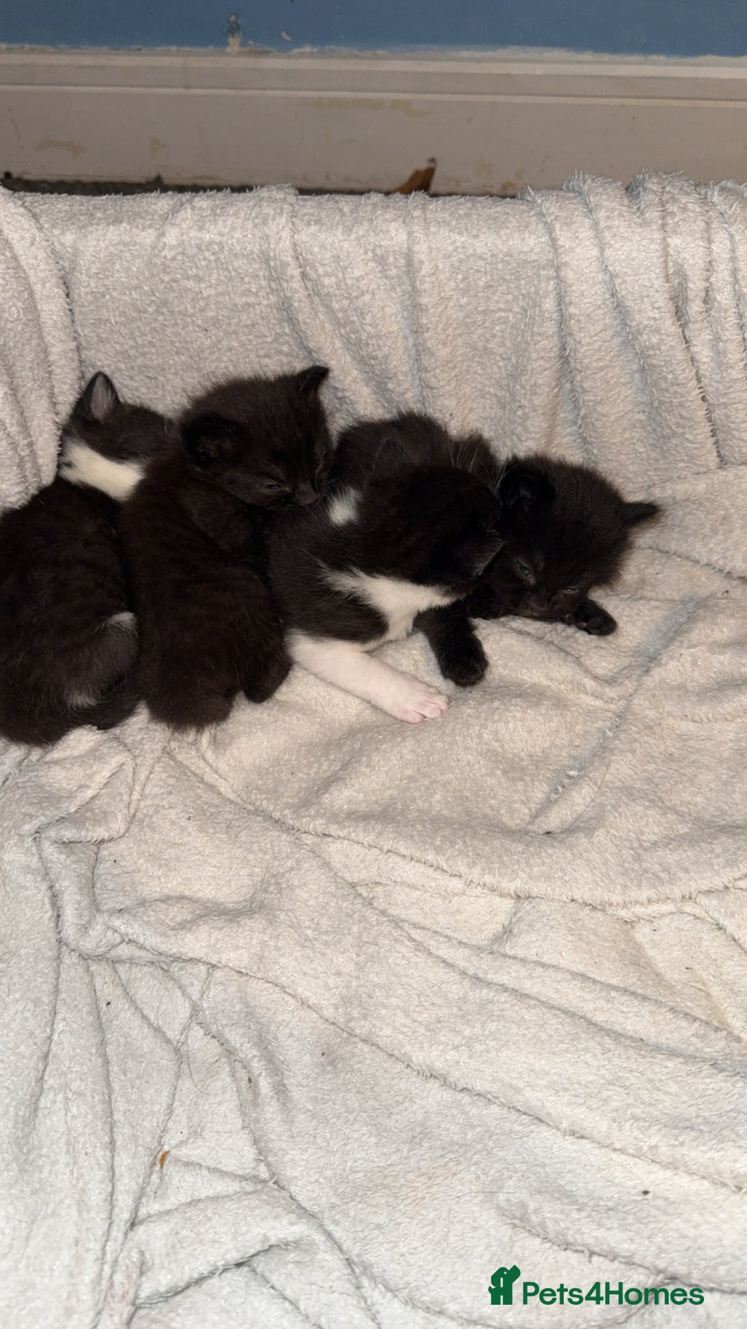 Domestic Shorthair cats for sale: 3 gorgeous kittens 6 weeks old atm - Image 6