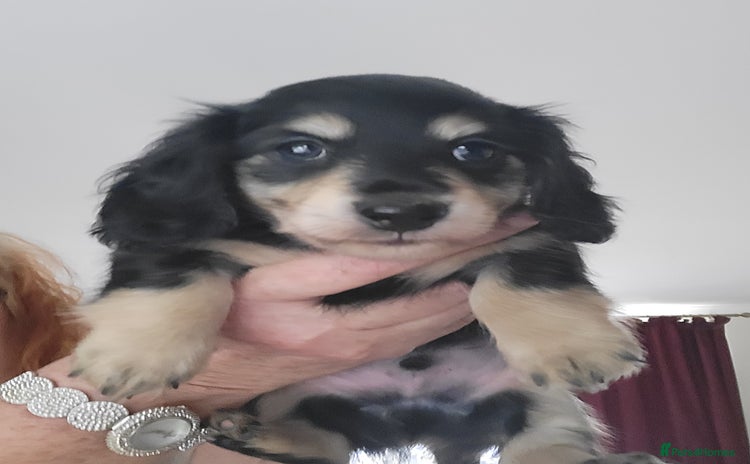 Miniature Dachshund dogs - Advert 3