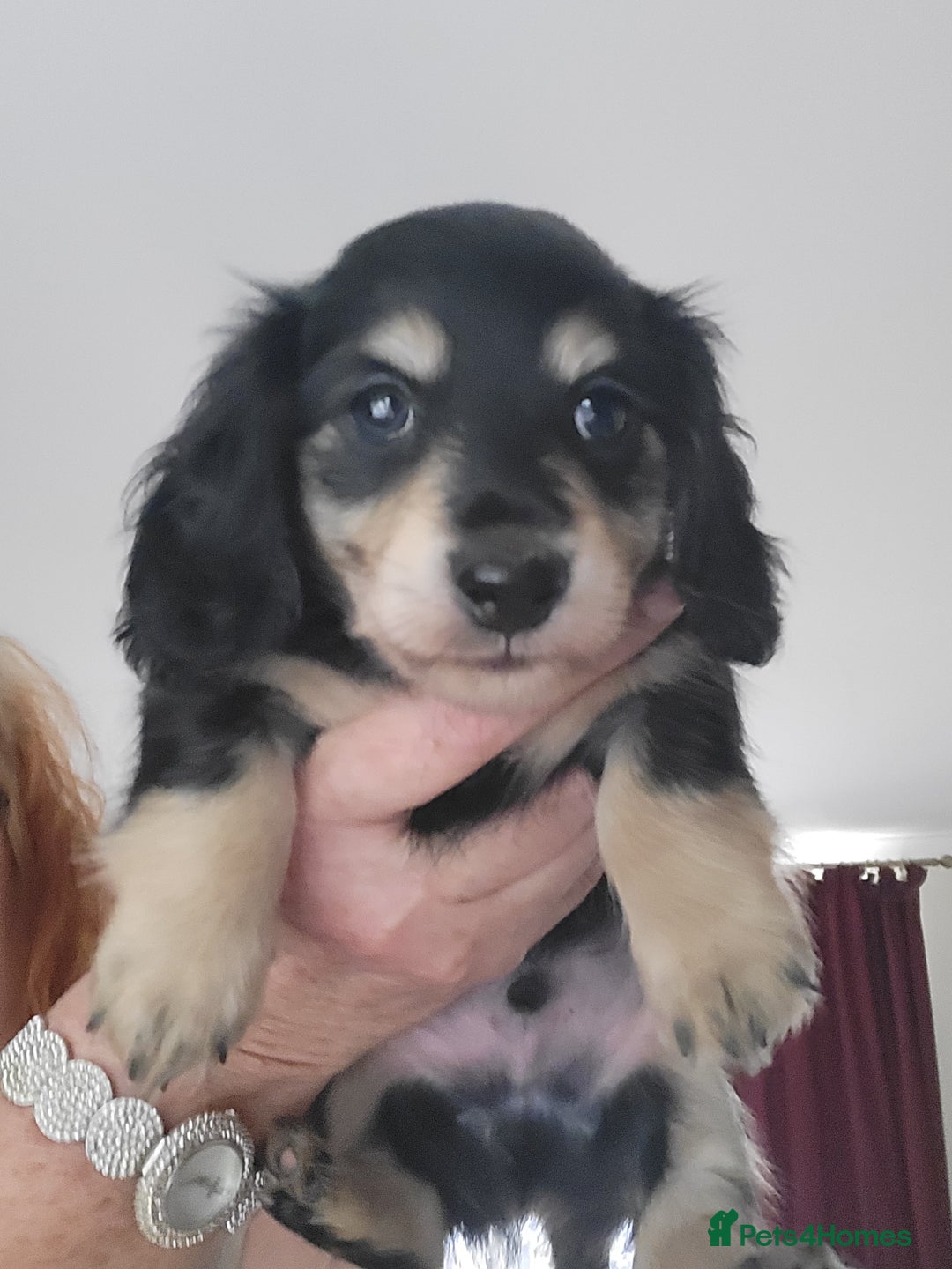 Miniature Dachshund dogs for sale: KC Black and Cream  long haired  - Image 1