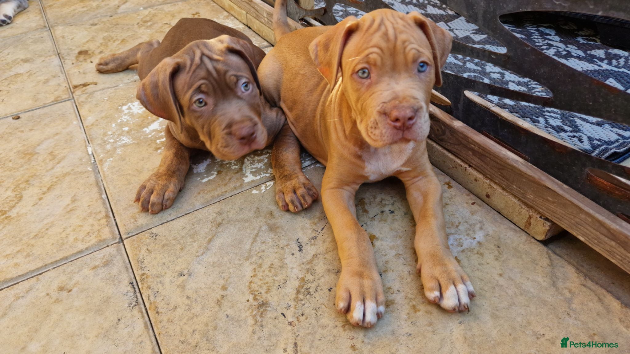 Mixed Breed dogs Mastiff puppies 3 AVAILABLE  - Advert 18