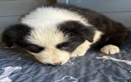 Border Collie dogs for sale: Stunning Border Collie Puppies - Image 4