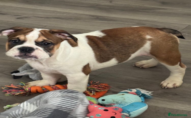 English Bulldog dogs - Advert 5