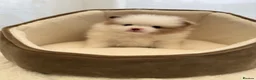 Pomeranian dogs for sale: Unique-Eyed KC Pomeranian Seeking New Home - Advert 9