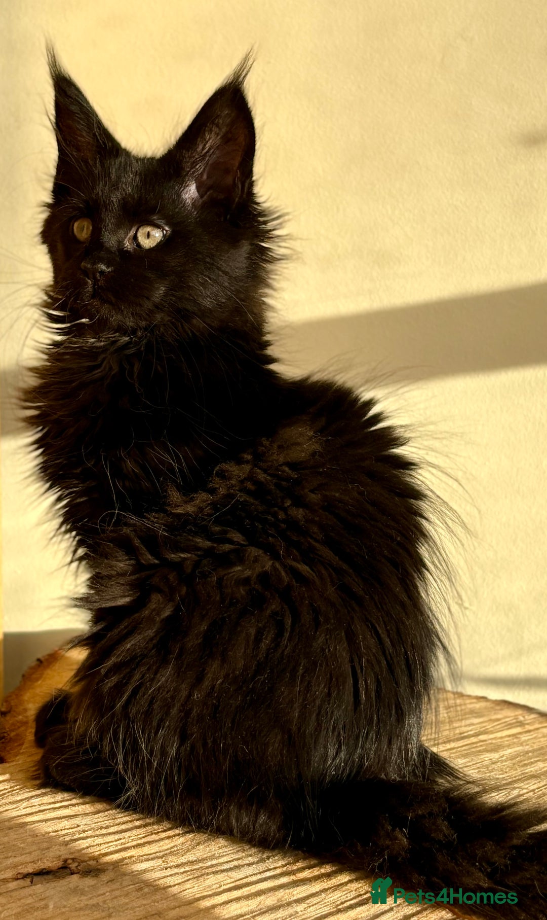 Maine Coon cats for sale: Beautiful Maine coon kittens - Advert 14