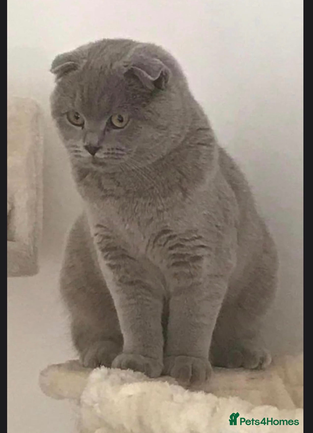 British Shorthair cats for sale: British x Scottish adorable rare kittens  - Advert 1