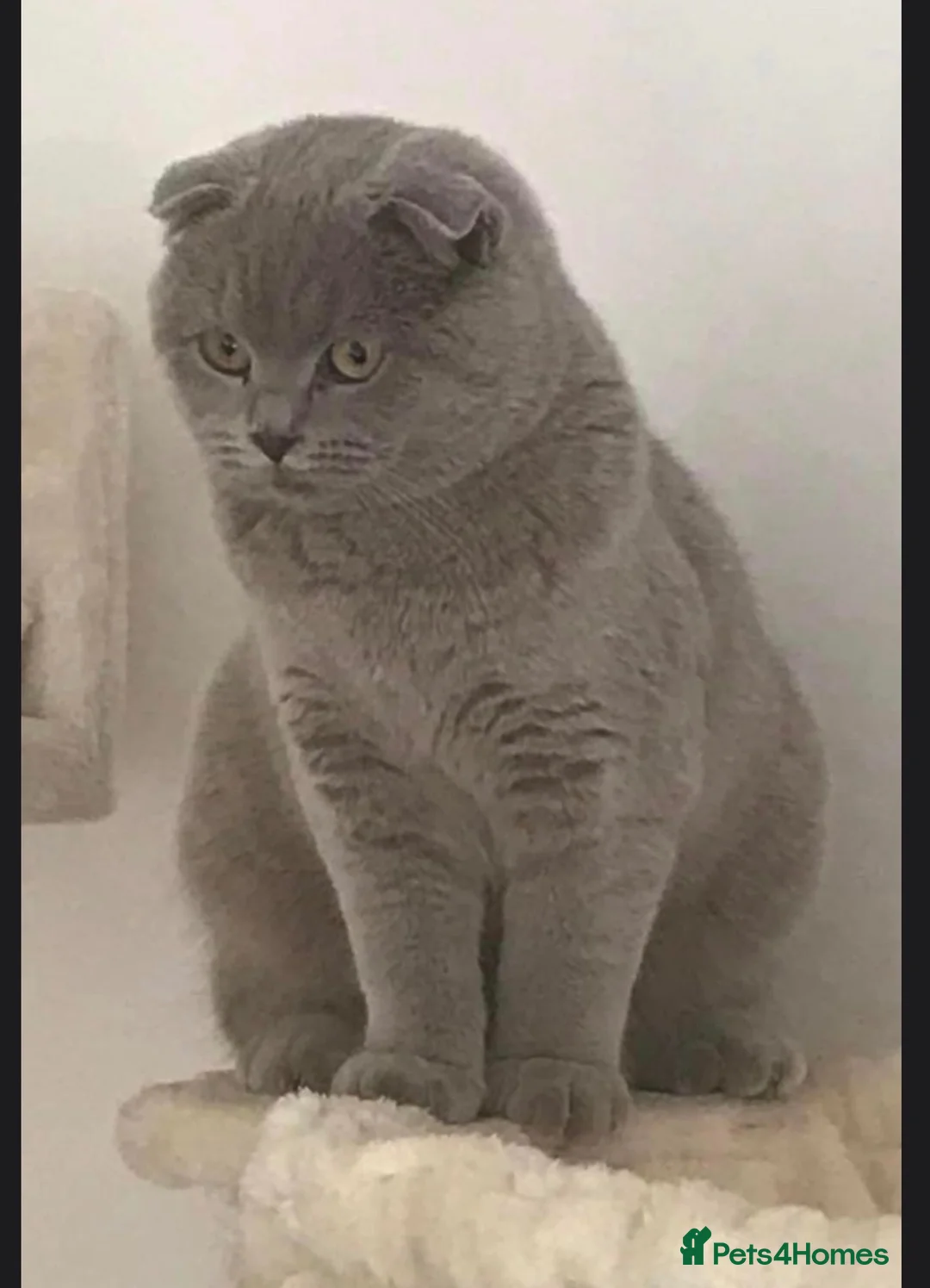 British Shorthair cats for sale: British x Scottish adorable rare kittens  - Advert 2