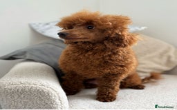 Miniature Poodle dogs for sale: Ruby red kc registered stunning miniature poodles  - Image 5