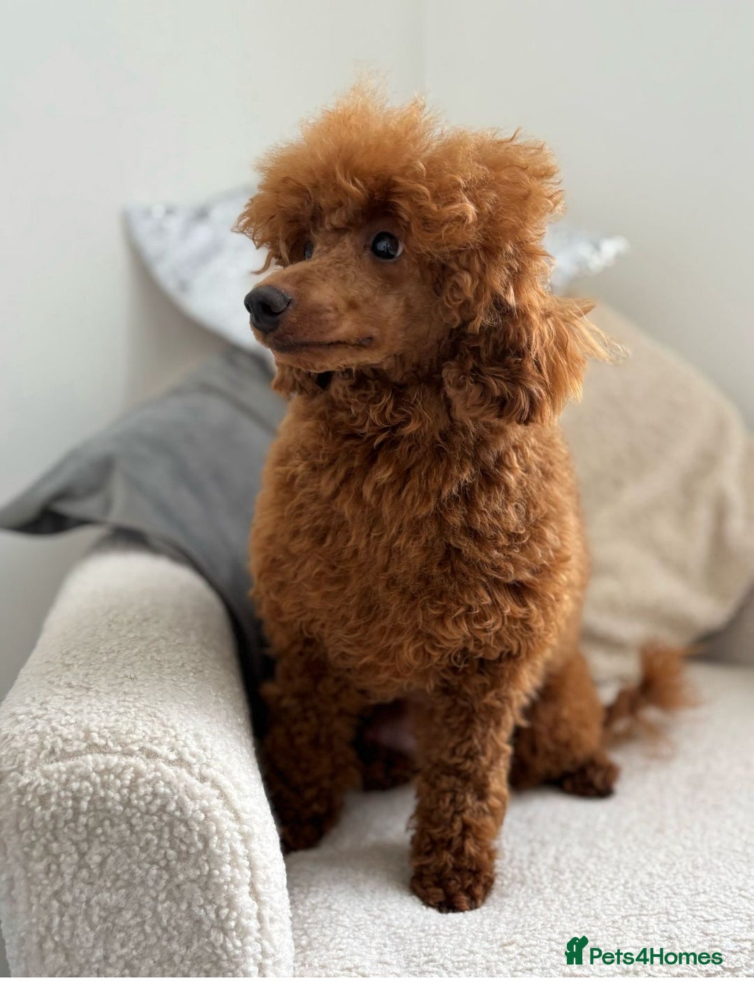 Miniature Poodle dogs for sale: Ruby red kc registered stunning miniature poodles  - Image 5