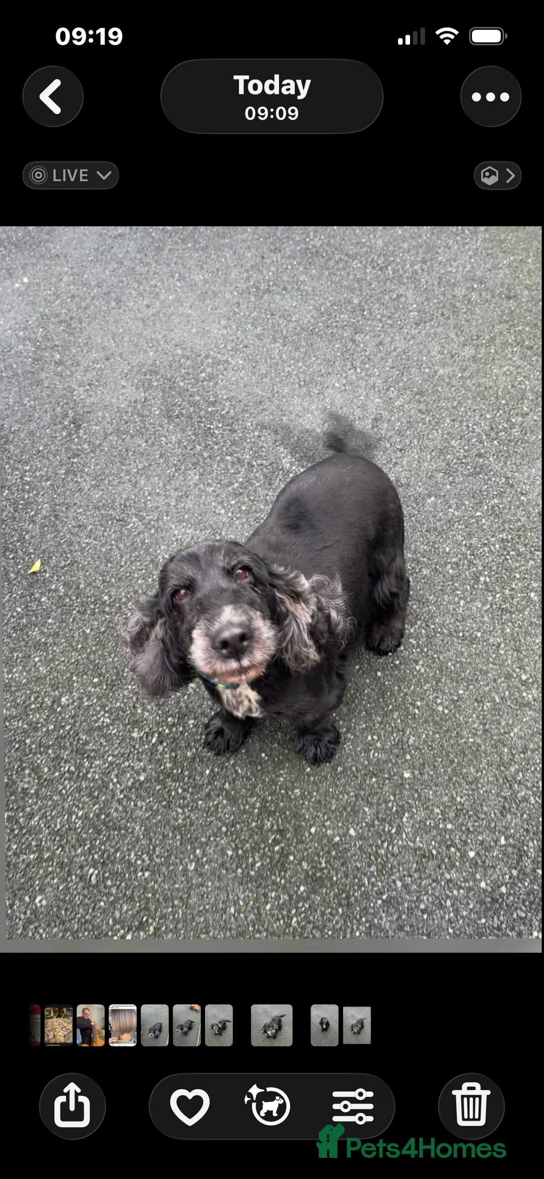 Cocker Spaniel dogs for sale: Cocker spaniel  - Advert 3