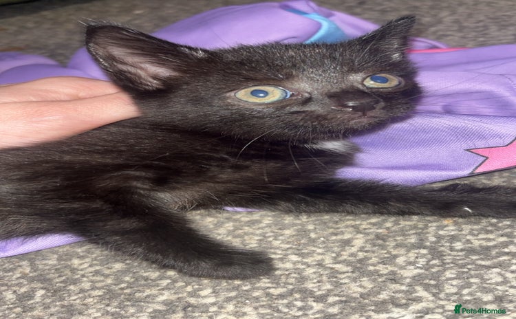 Domestic Shorthair cats 3 male kittens for sale  - Advert 1