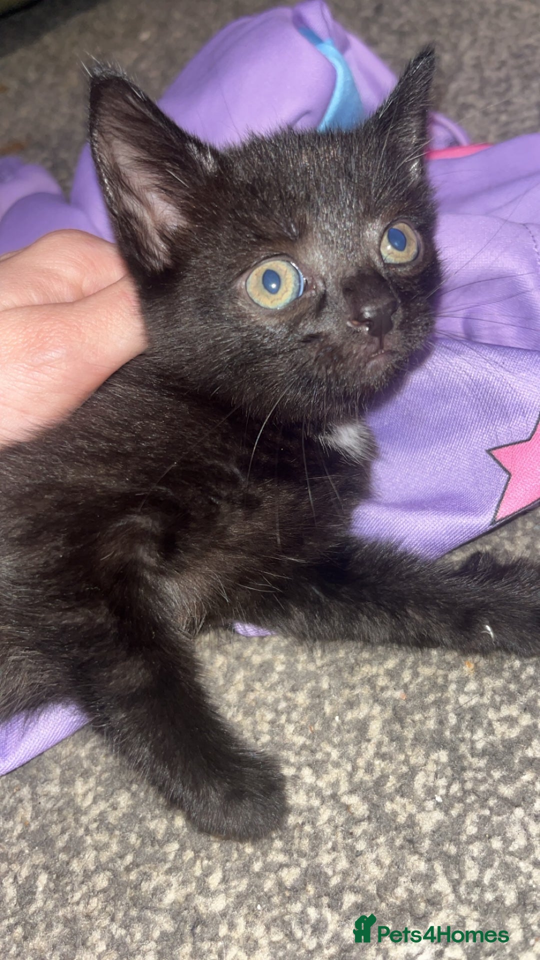 Domestic Shorthair cats for sale: 3 male kittens for sale  - Advert 1