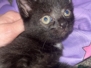 Domestic Shorthair cats for sale: 3 male kittens for sale - Advert 1