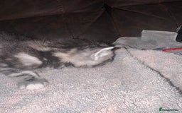 Maine Coon cats for sale: 3 beautiful part Maine coon kittens  - Image 14