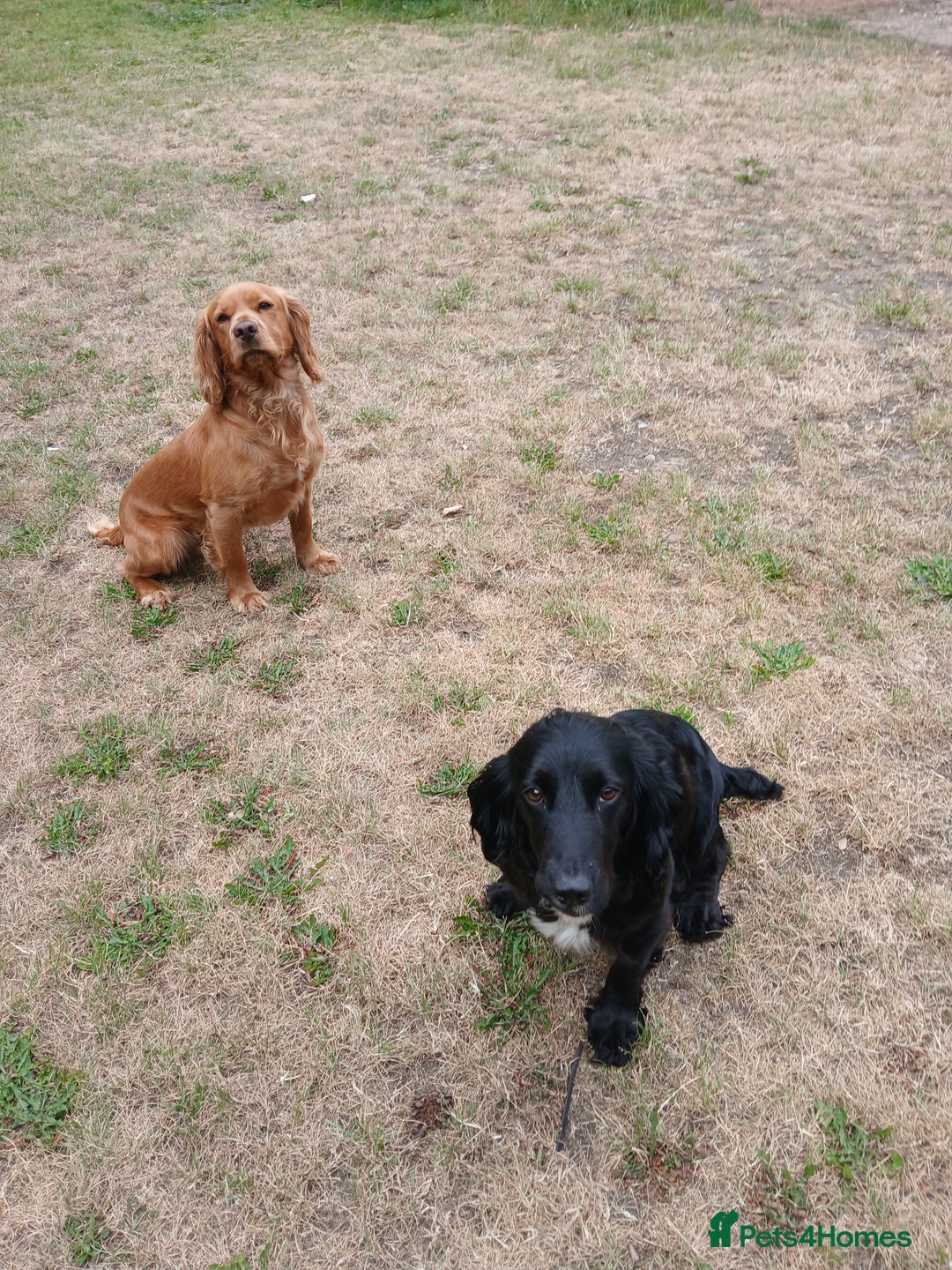 Sprocker dogs for sale: Beautiful cocker x sprocker pups - Image 9