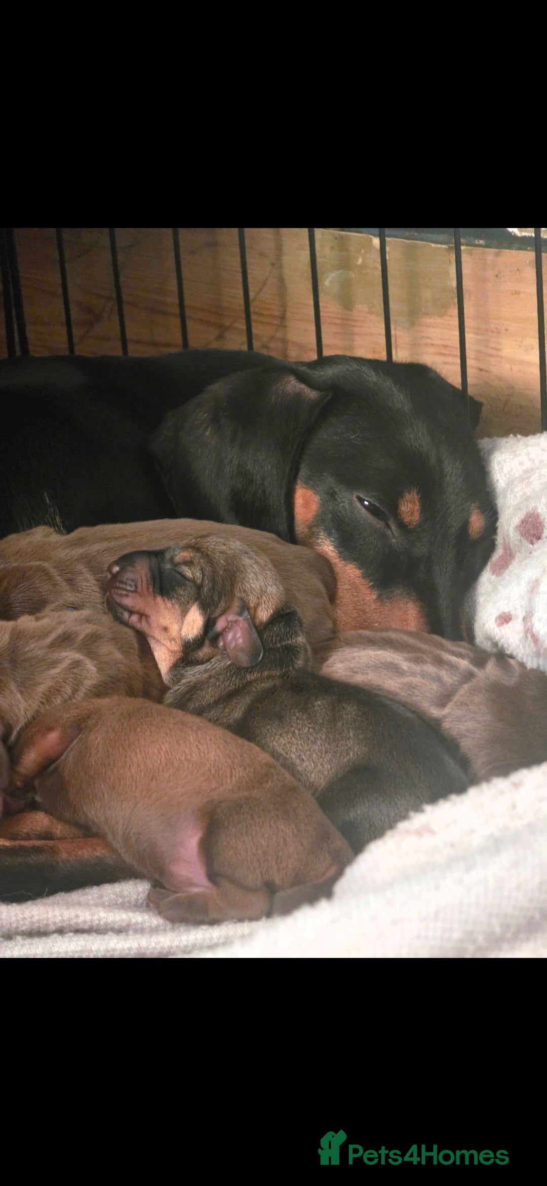 Dachshund dogs for sale: Dachshund  - Image 8