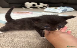 Domestic Shorthair cats for sale: Black and grey kittens - Image 9