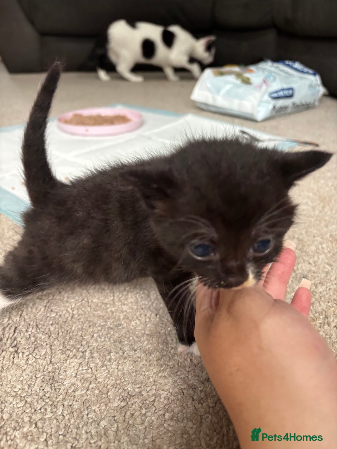 Domestic Shorthair cats for sale: Black and grey kittens - Image 9