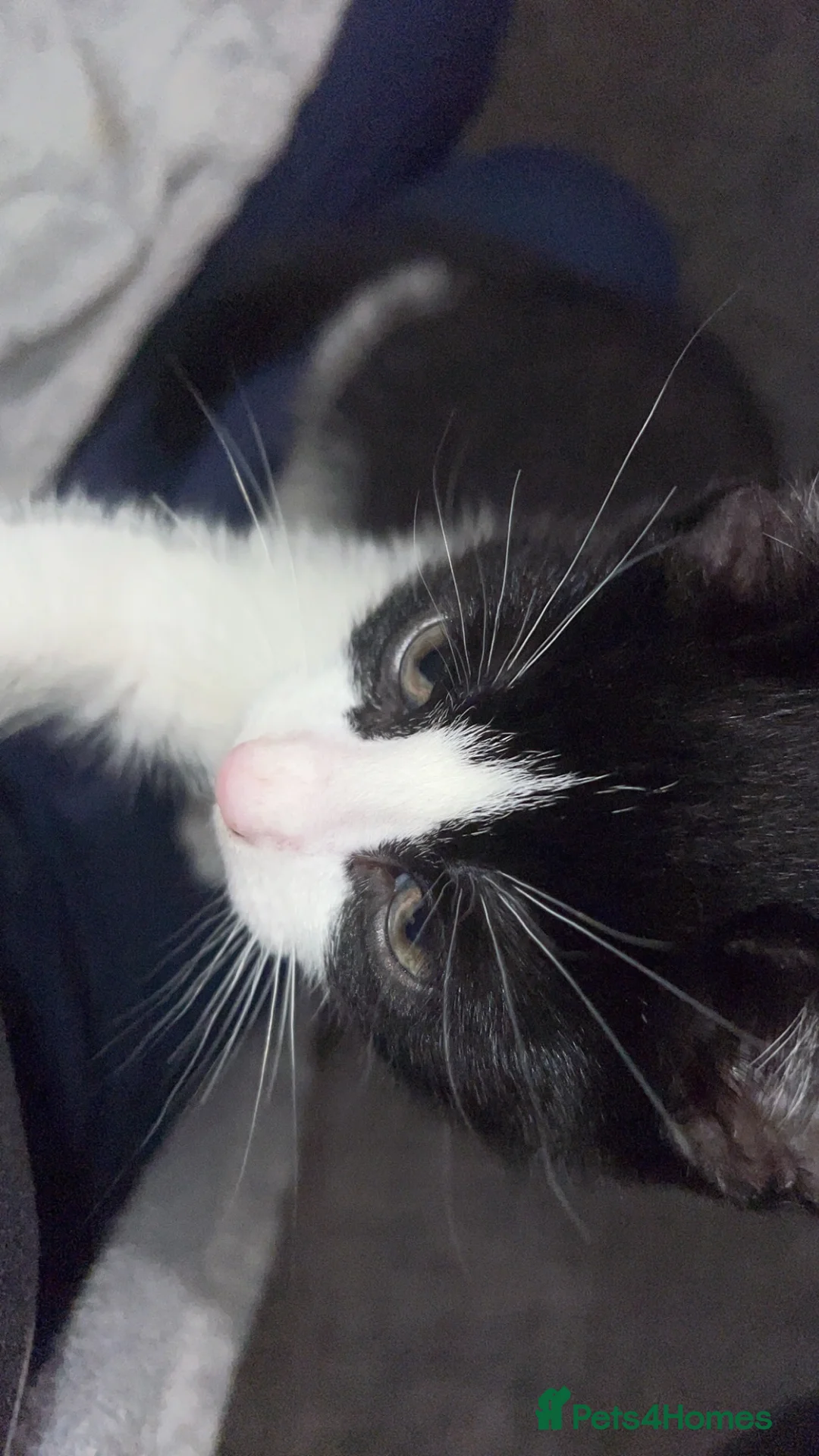 Mixed Breed cats for sale: male kittens - Advert 8