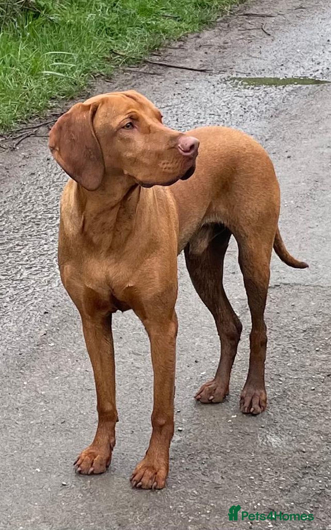 Hungarian Vizsla dogs for stud: KC registered, World Champion blood line stud.  in Horsham - Advert 6