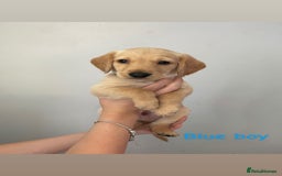 Mixed Breed dogs for sale: Gorgeous Labrador X Cockerpoo puppies in Bromley - Image 5