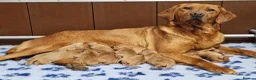 Labrador Retriever dogs for sale: 5 YROLD H/TESTED FOX RED LABRADOR BITCH FOR REHOME - Advert 4