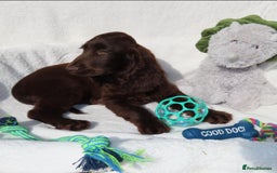 Cocker Spaniel dogs for sale: 🏆BEAUTIFUL COLOURS 🏆 SHOW TYPE COCKER SPANIELS - Image 3