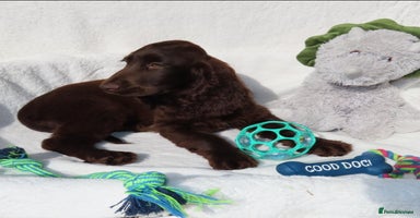 Cocker Spaniel dogs - Advert 13