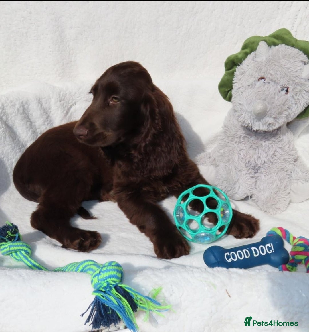 Cocker Spaniel dogs for sale: 🏆BEAUTIFUL COLOURS 🏆 SHOW TYPE COCKER SPANIELS - Image 3