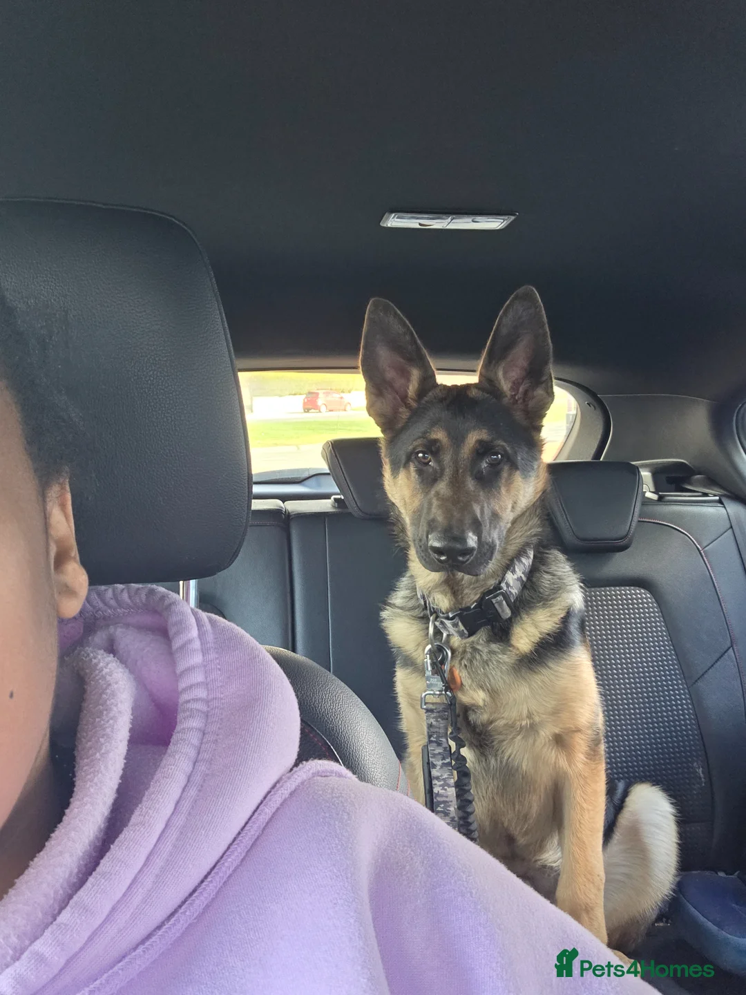 German Shepherd dogs for sale: German shepherd  in Leeds - Advert 1