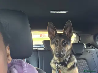 German Shepherd dogs German shepherd - Advert 3