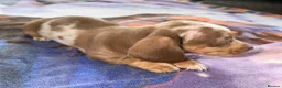 Miniature Dachshund dogs for sale: Beautiful miniature dachshund pups.  - Advert 8