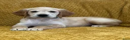 Golden Retriever dogs for sale: Quality litter of KC reg Golden Retriever puppies - Advert 13