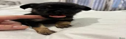 Mixed Breed dogs for sale: griffon cross Chihuahua puppies in Darlington - Advert 8