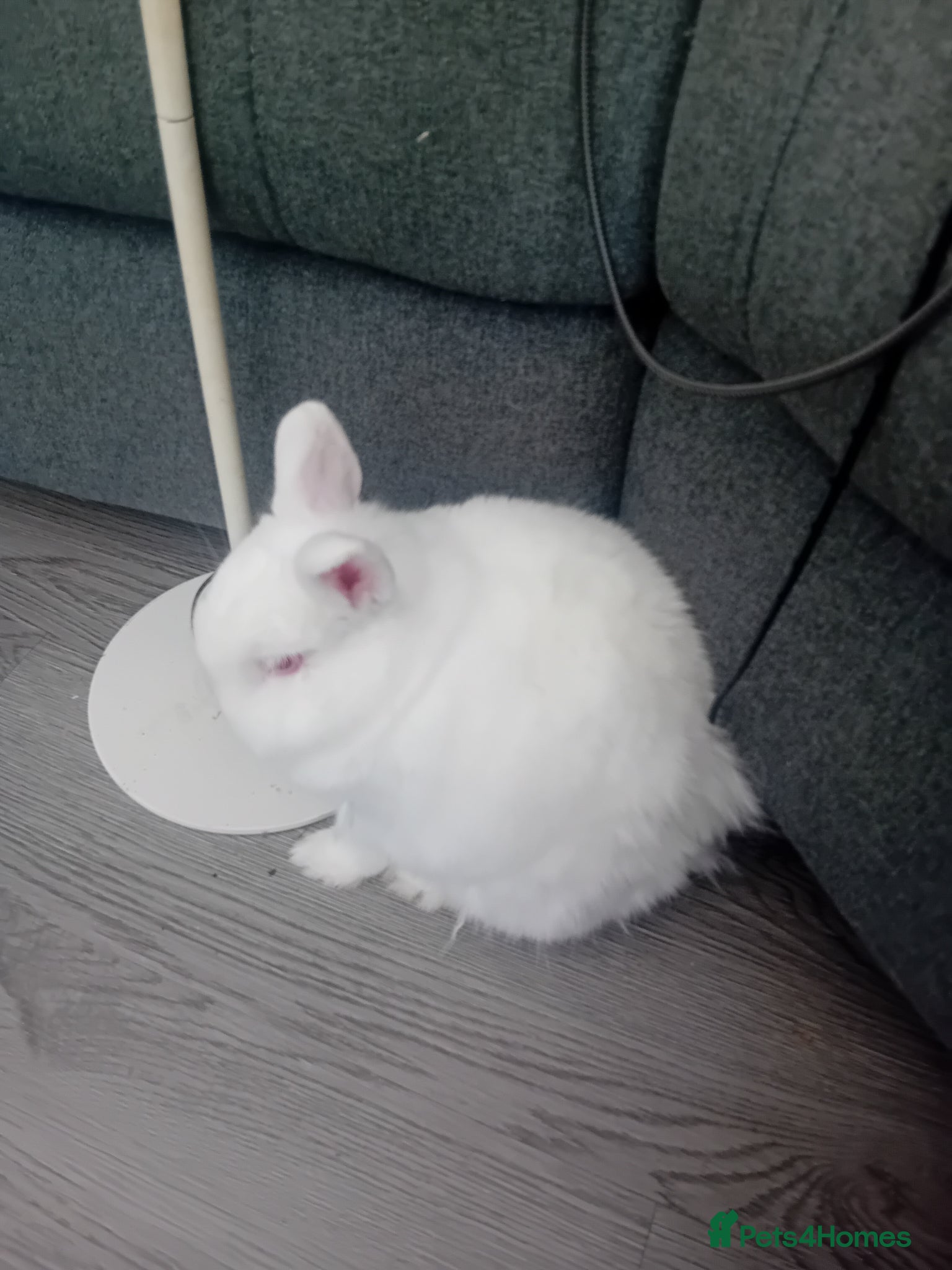 Netherland Dwarf rabbits 2 Male Netherland dwarf rabbit's. - Advert 4