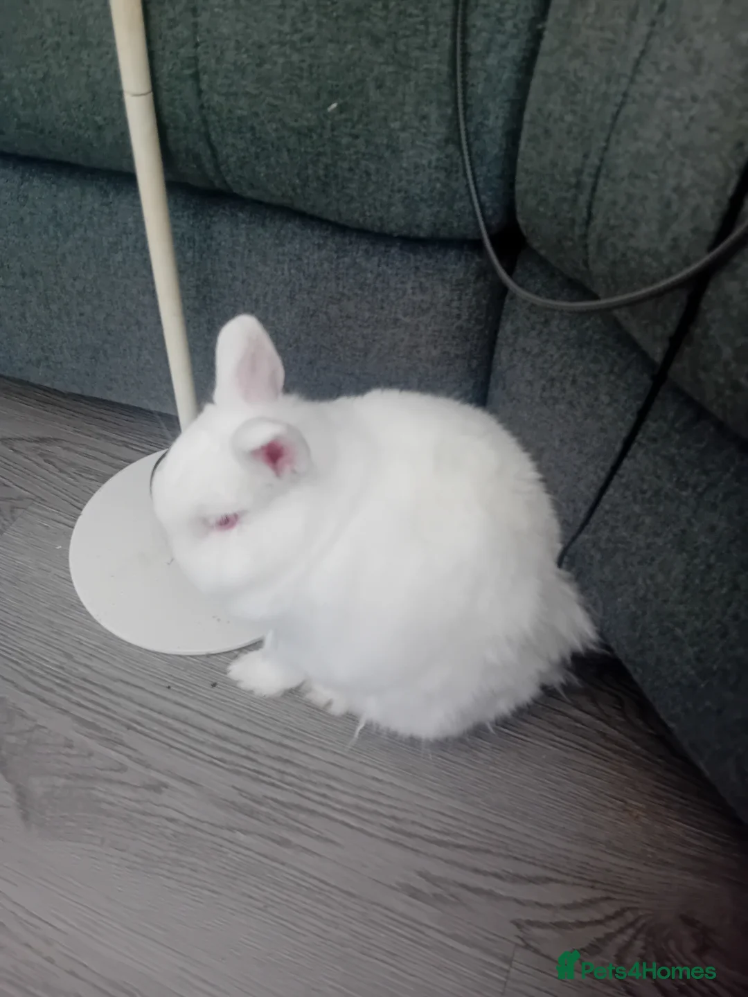 Netherland Dwarf rabbits for sale: 2 Male Netherland dwarf rabbit's. in Northampton - Advert 1