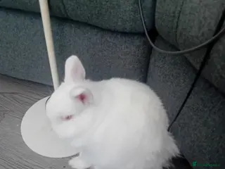 Netherland Dwarf rabbits 2 Male Netherland dwarf rabbit's. - Advert 4