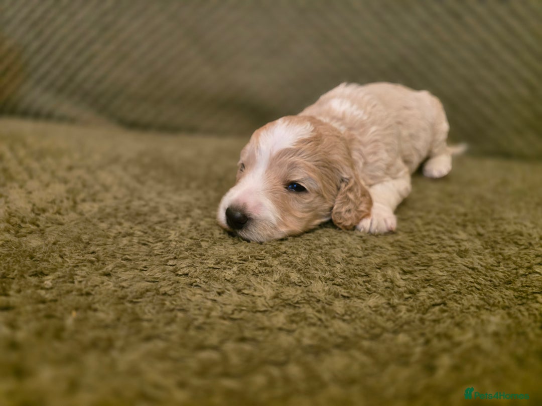 Goldendoodle dogs for sale: Goldendoodle🐶 - Advert 7