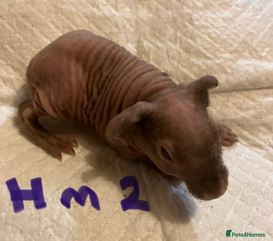 Guinea Pig rodents for sale: Well handled skinny pigs.  - Advert 11