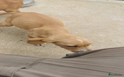 Mixed Breed dogs for sale: Beautiful litter of f1 setterdors  - Image 7