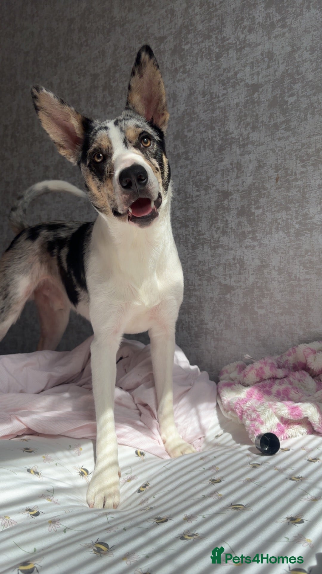 Mixed Breed dogs  Merle border collie  - Advert 2