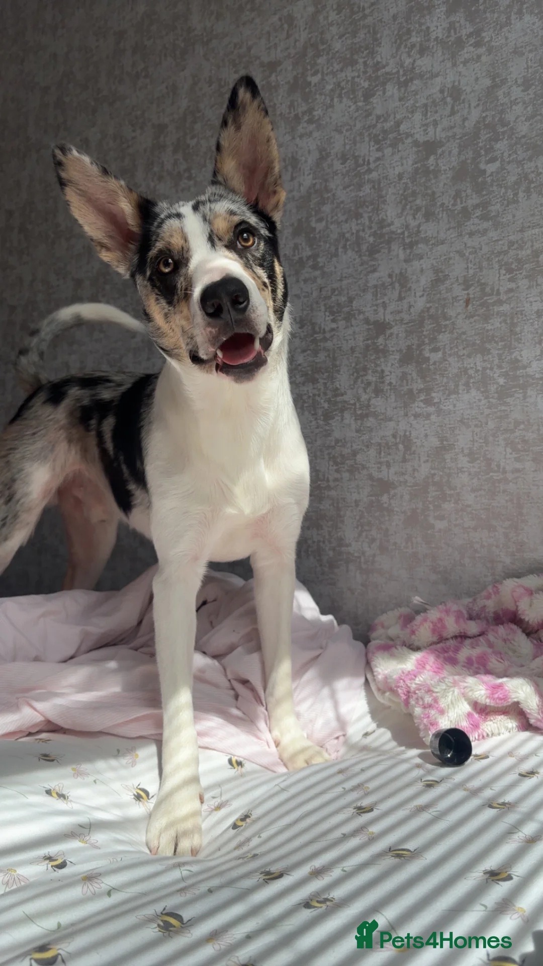 Mixed Breed dogs for sale:  Merle border collie  - Advert 1